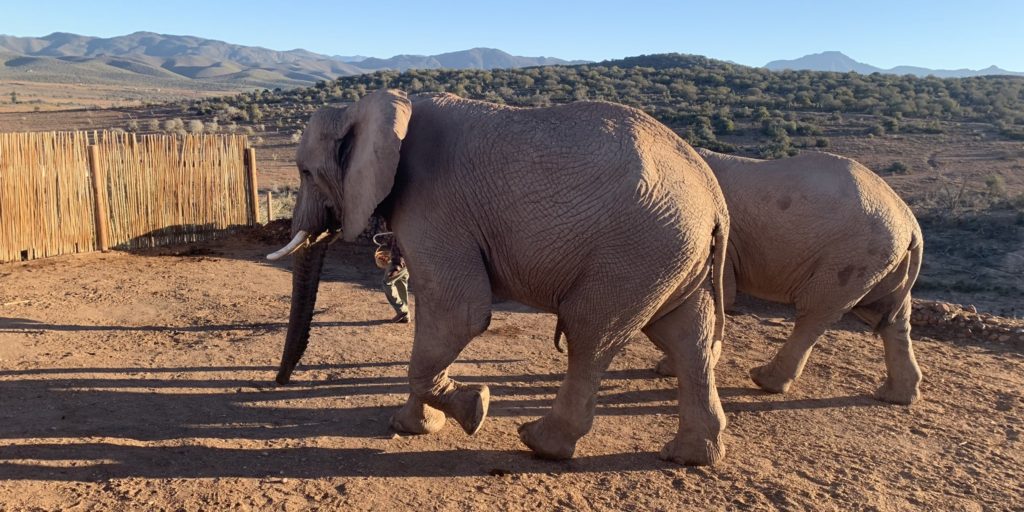 how much does an african safari cost