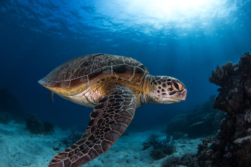 best time to visit the Great Barrier Reef